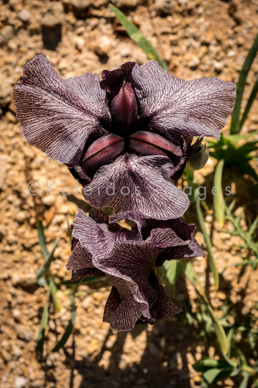 Al Arz;Iris;Iris Cedreti;Kaleidos;Kaleidos images;Lebanon;Middle East;Near East;Proche Orient;Tarek Charara;Flowers;Endemic;Endangered species;Endemic species;Critically endangered;Critically endangered species